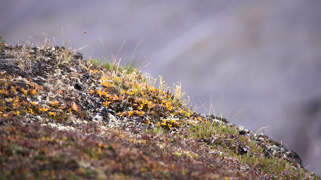 small plants on mountain in Alaska