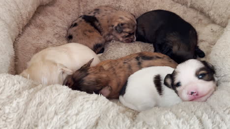 camada de cachorros en cama de perro