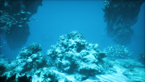 underwater coral reef with fish