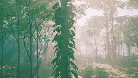 misty rainforest sunlight