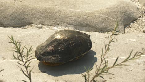 Redneck-Schildkröte-Versteckt-Sich-In-Der-Schale-Beim-Sonnenbaden-Auf-Grauen-Felsen