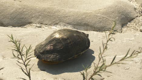 tortuga de cuello rojo se esconde en el caparazón mientras toma el sol en rocas grises