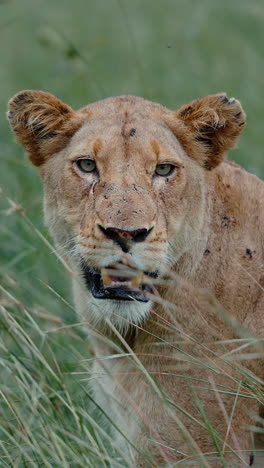 lioness in the grass
