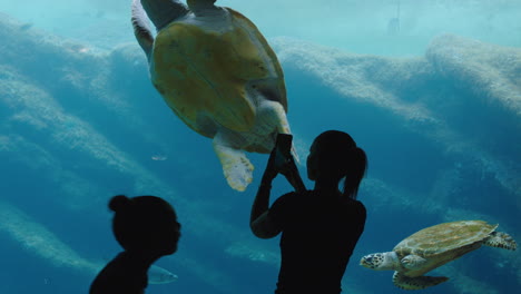 two girls at aquarium watching sea turtles swimming in tank curious children taking photos using smartphone sharing beautiful marine animals on social media