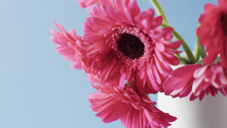 video of pink flowers in white vase with copy space on blue background