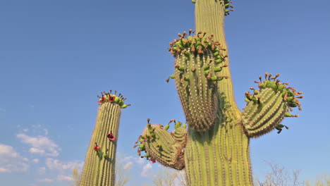 heat stressed saguaro produce unusual blooms on side of arms, instead of tops only