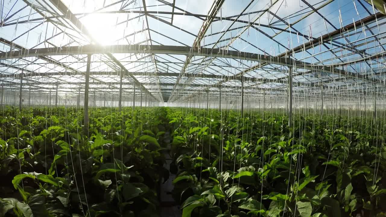 fila de plantas verdes en el invernadero 4k