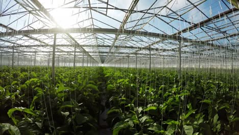 row of green plants in greenhouse 4k