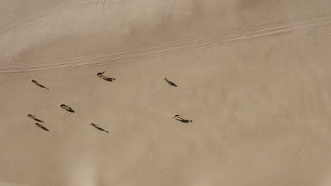 aerial drone shot of a camel herd walking slowly in the hot dry arabian desert