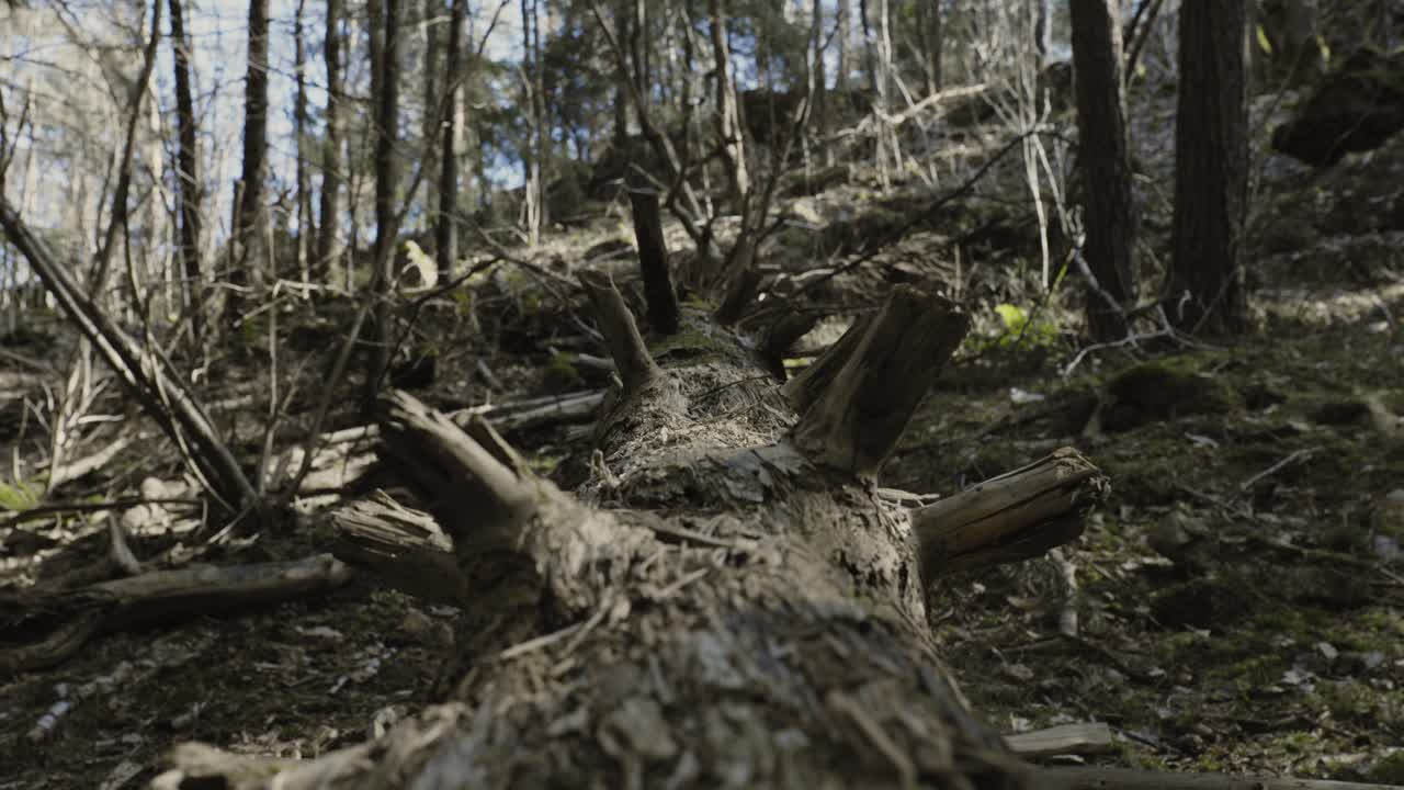 Filmisk førstepersonsperspektiv af faldet tømmer i blæsende skov – Tundraskov med blæsende grene og naturlig vildmarksstemning