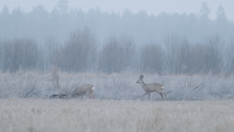 european roe deer flock eating on rape raps field in evening dusk