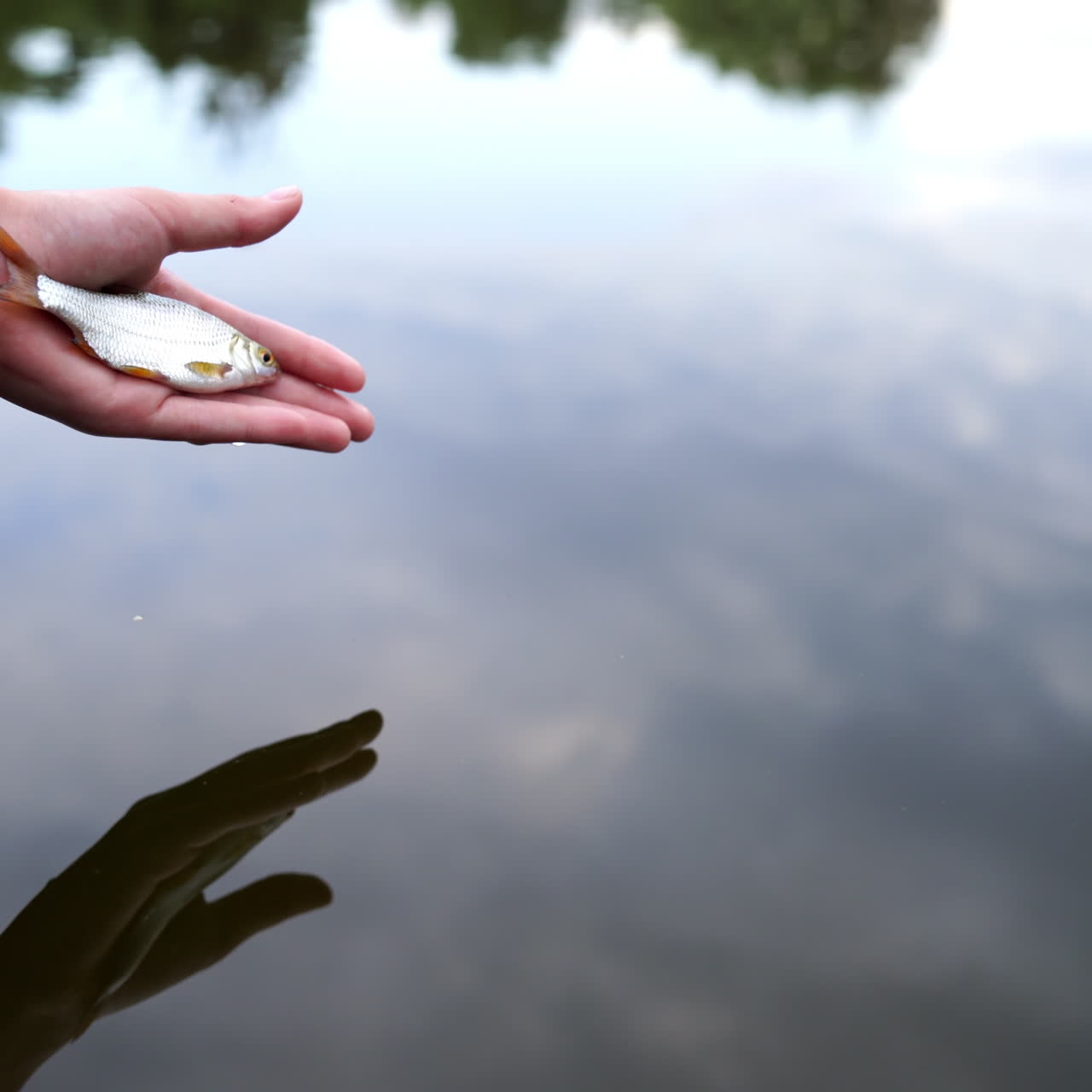 Male's hand puts fish down into the water surface outdoors. Man lets fish down into the water after catching it on the beautiful natural water background in summer. Fisherman's hobby.
