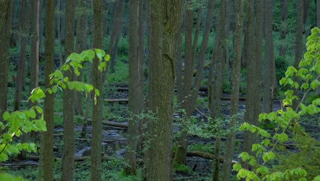 Beautiful-Green-Forest-In-The-Springtime-At-Las,-Gmina-Slemien,-Poland