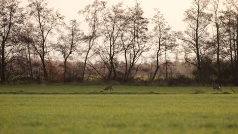 deer-in-a-field-in-the-early-morning