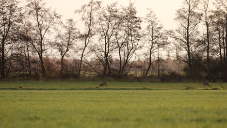 Rehe-Auf-Einem-Feld-Am-Frühen-Morgen