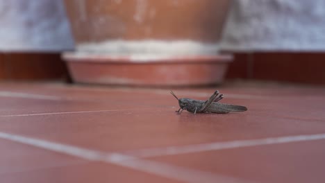 Locust,-grasshopper-on-orange-tiles-getting-ready-to-jump-away