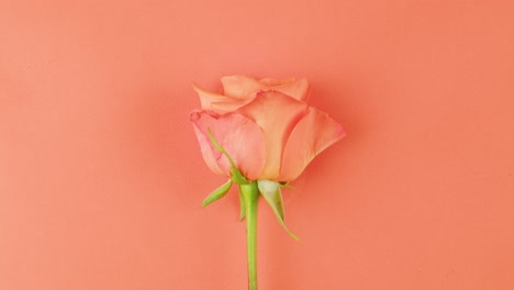 single peach rose on coral background