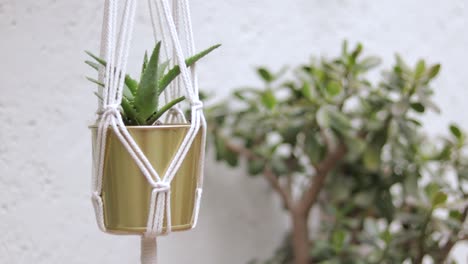 hanging house plant in a pot, aloe vera house plant establisher