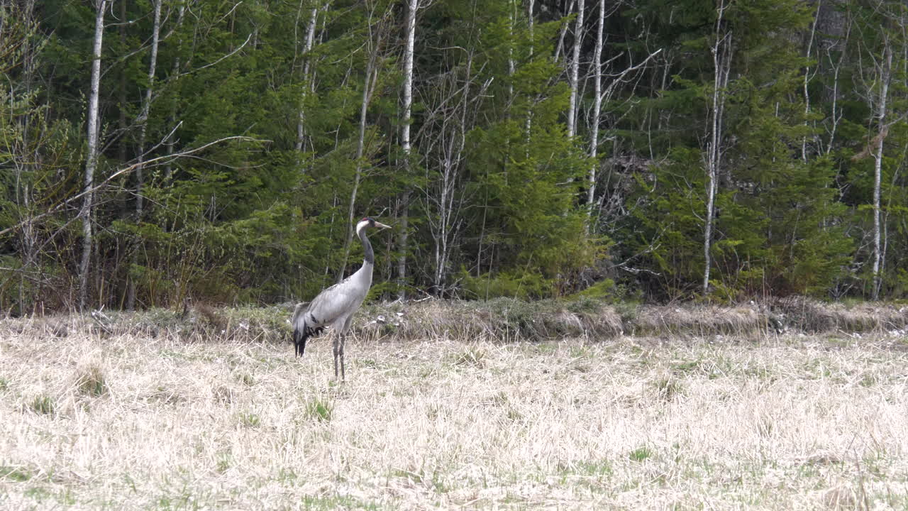 pájaro grulla común contra el fondo del bosque