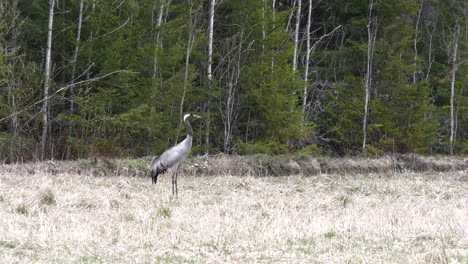 common crane bird against forest background