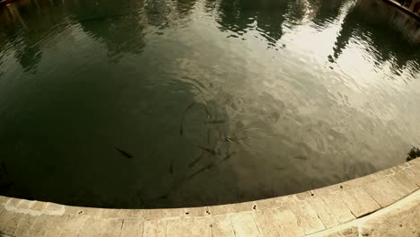 carps swim in balikligol pool of sacred fish reflections of trees and sun urfa bottom view