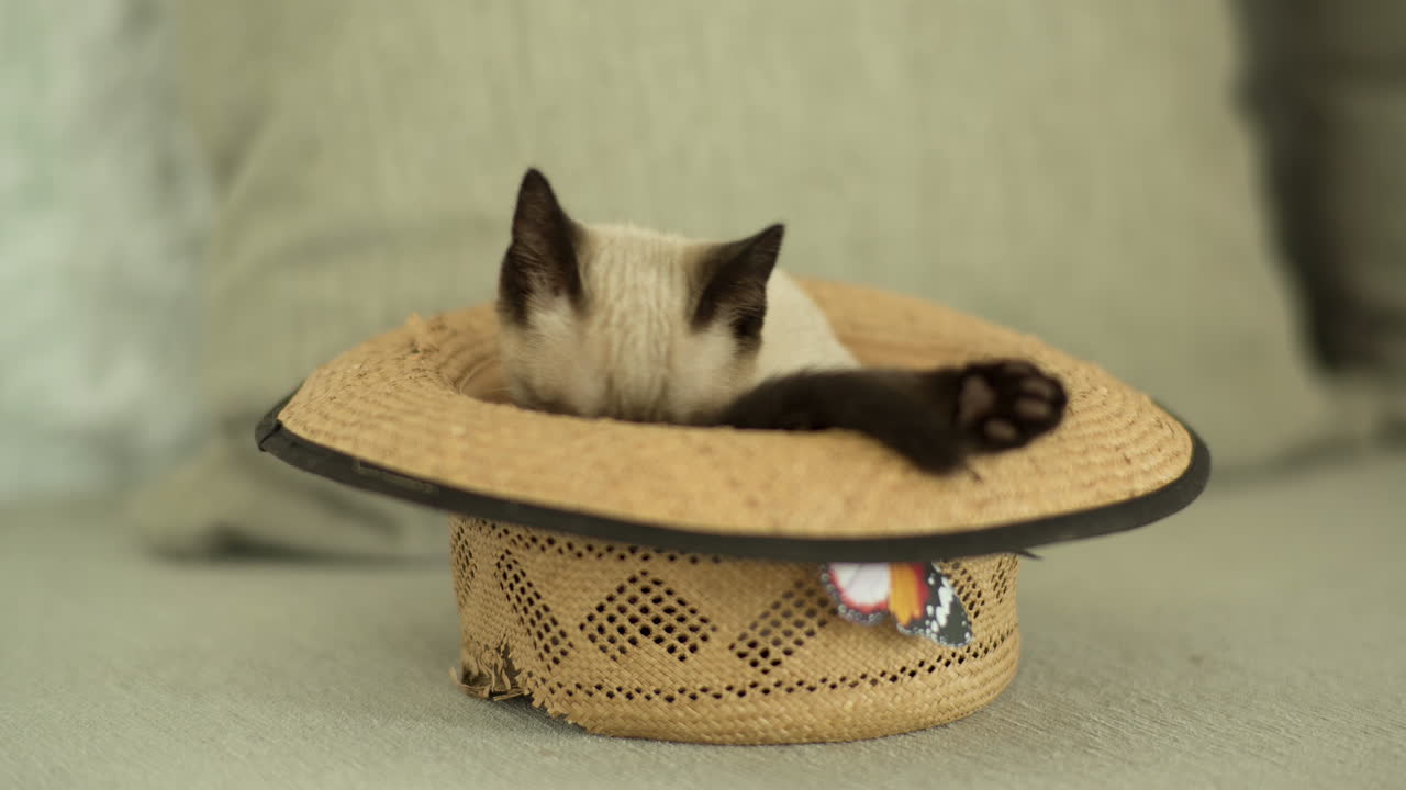 gattino con un cappello di paglia