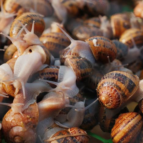 Container-Mit-Schnecken-Auf-Dem-Bauernhof,-Wo-Sie-Angebaut-Werden-4