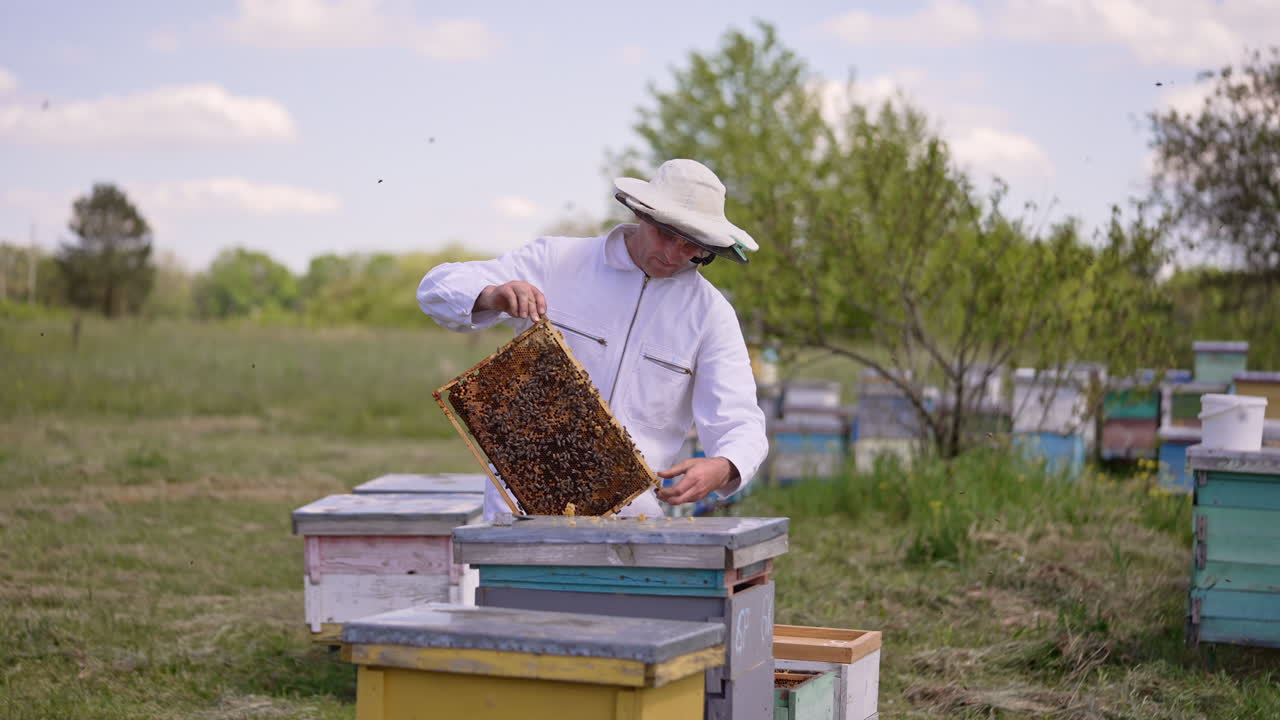 Beekeeper looks attentively at the frame covered with bee brood. Man puts the heavy frame back into the hive. Blurred backdrop.