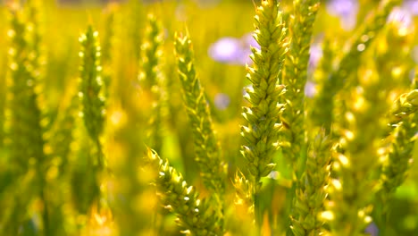 Close-up-of-green-wheat-spike-during-bright-golden-hour-with-yellow-hue