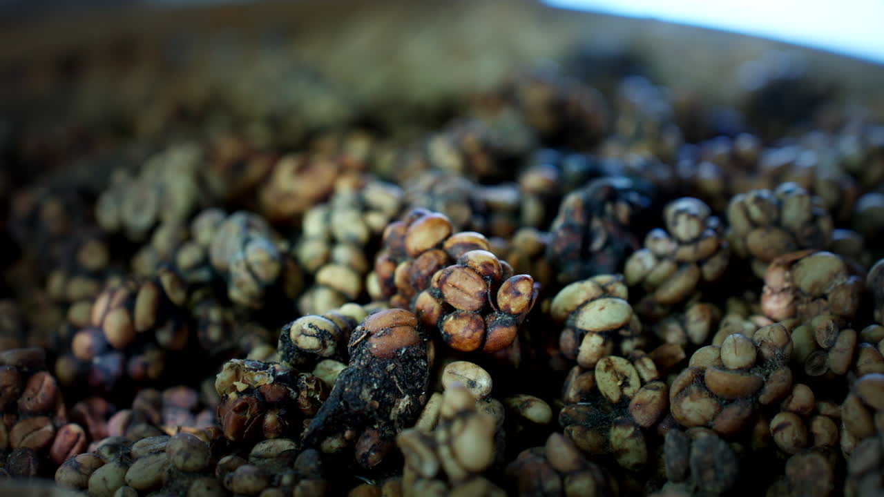Close-up view, coffee cherry beans, animal poop, intestine fermentation