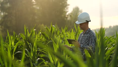 Vista-Lateral-Del-Plano-Medio:-Granjero-Con-Tableta-Inspeccionando-Plantas-En-El-Campo-Y-Presiona-Sus-Dedos-En-La-Pantalla-De-La-Computadora-En-Cámara-Lenta-Al-Atardecer