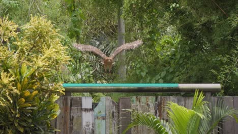 An-owl-takes-off-and-flies-directly-towards-the-camera---slow-motion-shot