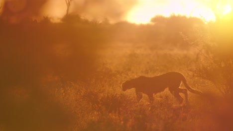 cheetah sitting and looking then standing up and walking away leaving the bush behind