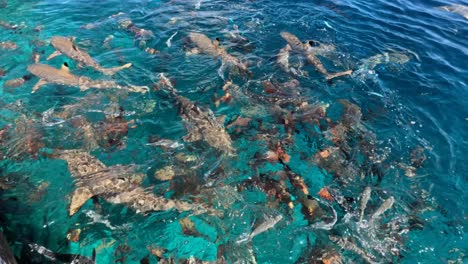 tiburones de arrecife de punta negra que se alimentan en la superficie filmados desde por encima del agua
