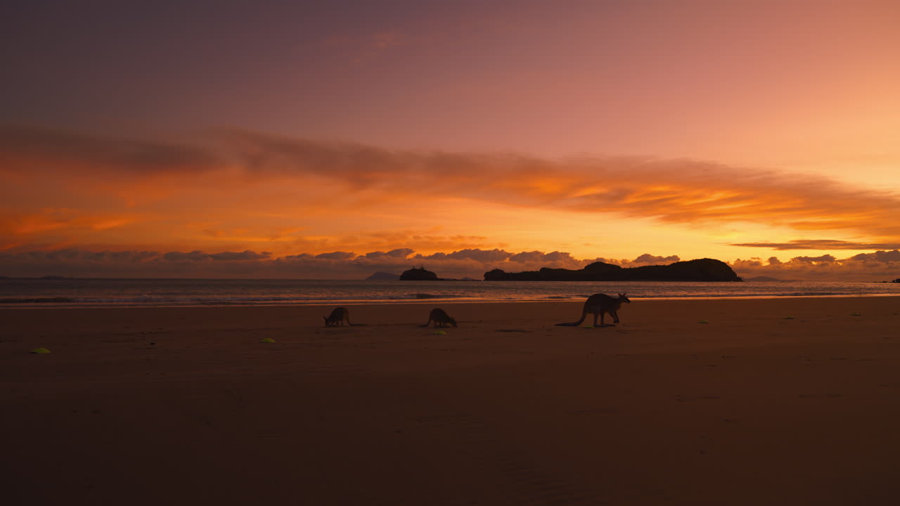 Dziki wallaby i kangur żerujące na piaszczystej plaży w Parku Narodowym Cape Hillsborough w Queenslandzie o wschodzie słońca.
