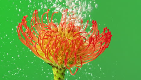 pincushion protea flower with bubbles