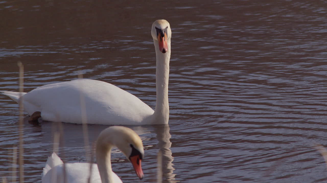 Feeding swans filmed in slow motion at first light.