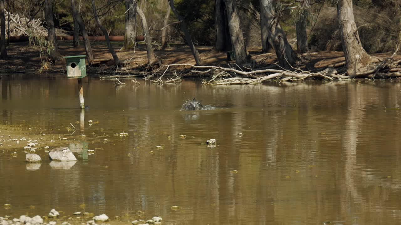 la espalda y el ganso urraca blanca rizan sus plumas en un lago
