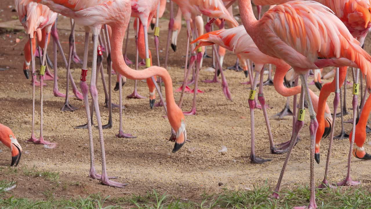 Frenzy of activity as flock of flamingos eat seeds from ground