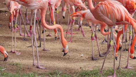frenzy of activity as flock of flamingos eat seeds from ground