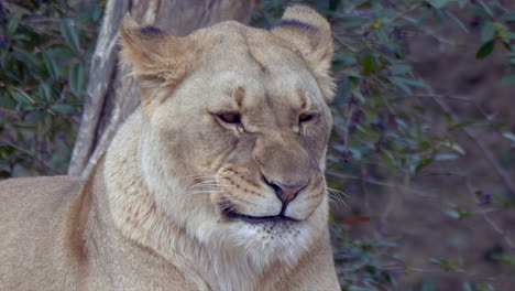close up portrait of wild female lion yawning in the morning,super slow motion - prores422