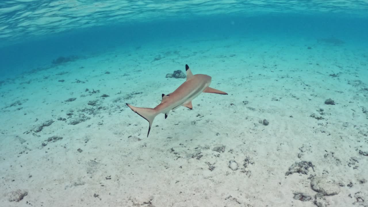 Blacktip Reef Shark Under Shallow Water In Bora Bora Island, French Polynesia. rear underwater shot