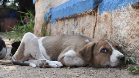 a young brown and white colored puppy resting on grass