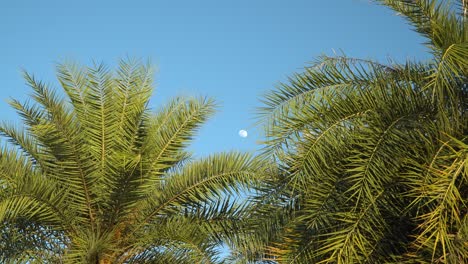Palm-trees-in-Thailand-can-see-the-moon-on-the-blue-sky-at-day-time