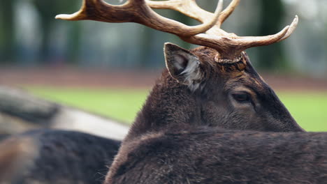 Red-deer-stag-head-close-up-chewing-and-licking-body-fur-in-a-field---slow-motion