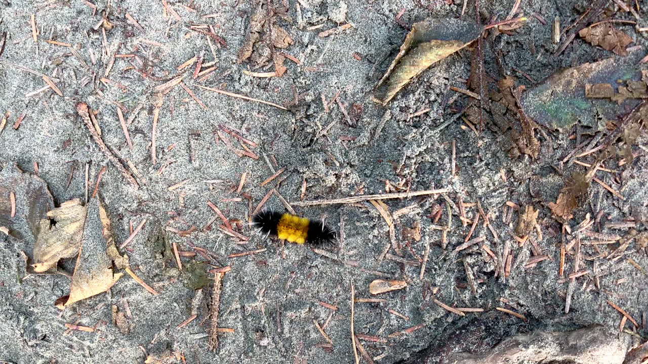 oruga de oso lanudo en bandas de cerca en el camino en el bosque