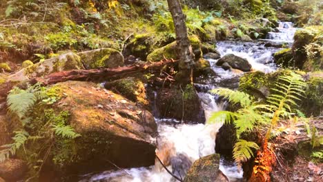 en lo profundo de un bosque con un arroyo que atraviesa el medio del marco contra un suelo de bosque cubierto de musgo con el sol asomando