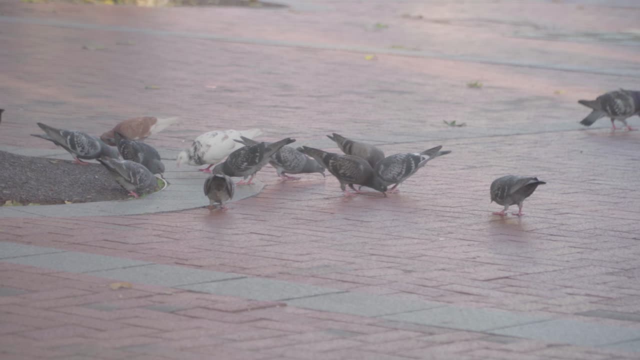 Pigeons pecking for food on the street with people walking behind them