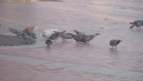 pigeons pecking for food on the street with people walking behind them