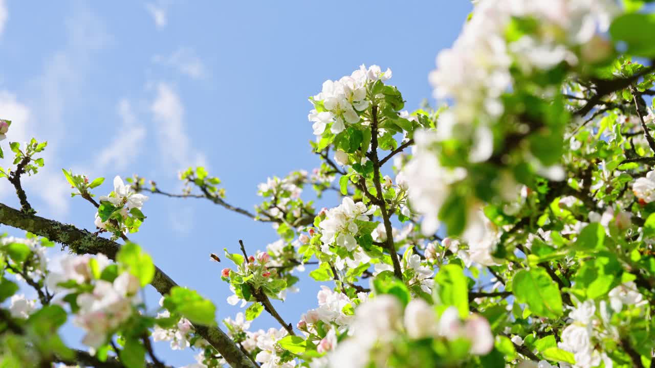 Blooming apple tree with bees flying around in a sunny, vibrant scene